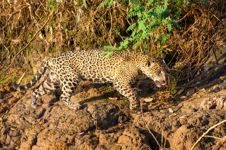 Jaguar walking along the river in the Pantanal, Brazilの写真素材