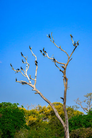 Neotropic Cormorants perched in a tree in a Pantanal marsh in Brazilの写真素材
