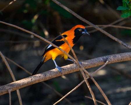 Orange-backed Troupial on a perch in the brush of the Pantanal