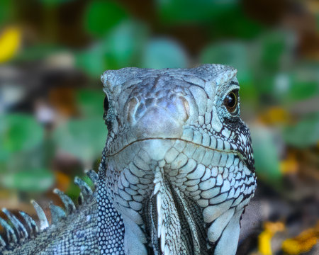 Portrait of a Green Iguana in Pantanal Brazilの写真素材