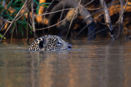 Jaguar (Panthera onca) in Pantanal, Brazilの写真素材