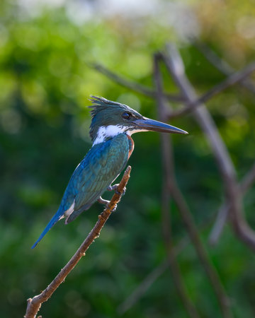 Kingfisher perched above the wetlands in Pantanalの写真素材