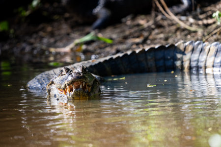 A Caiman resting in the shalllow shoreline of a river in Pantanal Brazilの写真素材