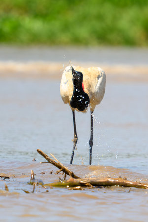 A Jabiru Stork on the shoreline of a river in the Pantanalの写真素材