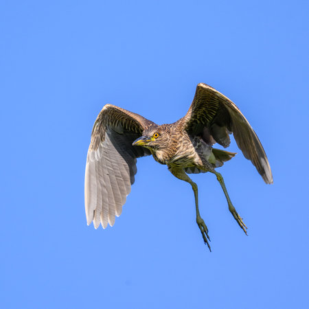 Juvenile Black-crowned Night Heron (Nycticorax nycticorax) in flight in Pantanal Brazilの写真素材