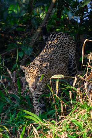 Jaguar in the wild, Pantanal, Brazil.の写真素材