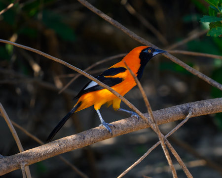 Orange Backed Troupial perched along the waters edge in the Pantanalの写真素材