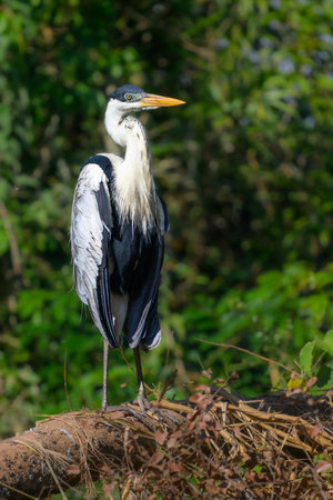 Cocoi Heron perched over a nest in the Pantanal of Brazilの写真素材