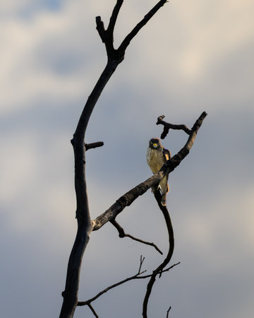 A Black Collared Hawk on a perch overlooking  a marsh in the Pantanal of Brazilの写真素材