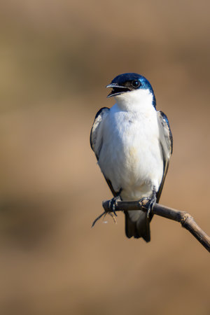 A White Winged Swallow perched on a branch overlooking a river in the Pantanalの写真素材