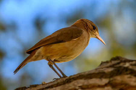 Rufous Hornero on a perch in Pantanal Brazilの写真素材