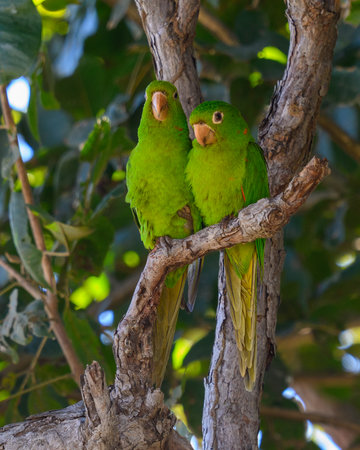 A pair of White-eyed Parakeets perched in a treeの写真素材