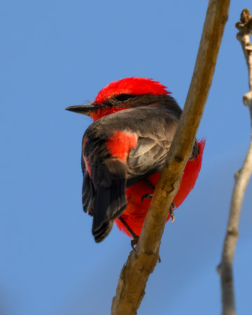 A Vermillion Flycatcher perched on a limbの写真素材