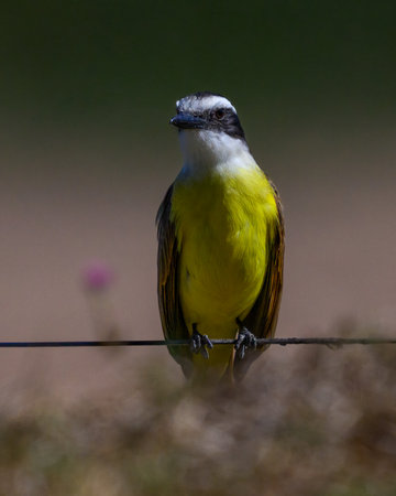 A bird perched on a fenceの写真素材