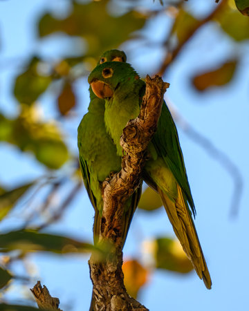 A pair of parakeets perched in a treeの写真素材