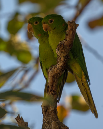 A pair of parakeets perched in a treeの写真素材