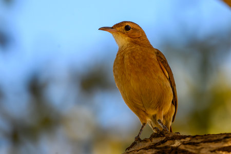 Rufous Hornero on a perch in Pantanal Brazilの写真素材