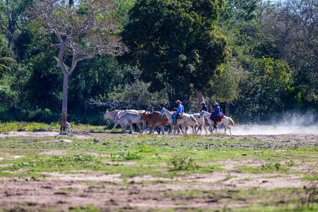 Vaqueiros moving cattle across a Fazenda in the Pantanal Brazilの写真素材