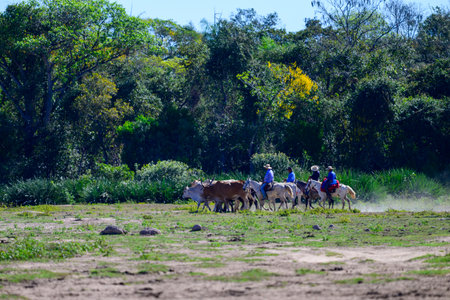 Vaqueiros moving cattle across the Fazenda in the Pantanalの写真素材