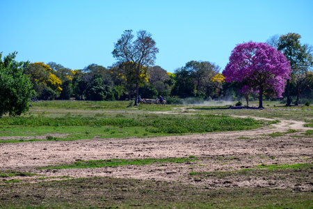 Vaqueiros moving cattle across the Fazenda in the Pantanalの写真素材