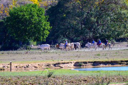 Vaqueiros moving cattle across the Fazenda in the Pantanalの写真素材