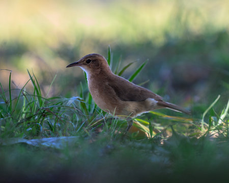 Rufous Hornero walking in the grassの写真素材