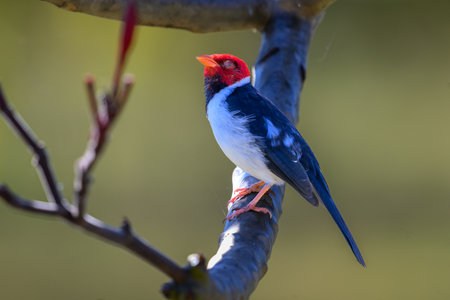 A Yellow-billed Cardinal perched on a branch above the marshland of Pantanal Brazilの写真素材