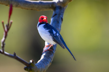 A Yellow-billed Cardinal perched on a branch above the marshland of Pantanal Brazilの写真素材