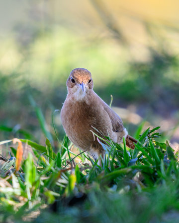Rufous Hornero walking in the grassの写真素材