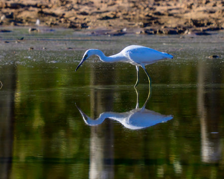 Snowy Egret wading in the marsh with reflectionの写真素材