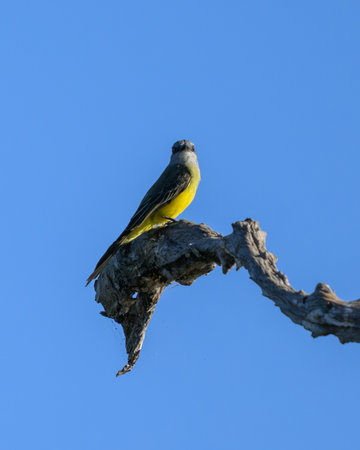 A Cattle Tyrant perched above the pasture in a Fazenda in Pantanal Brazilの写真素材