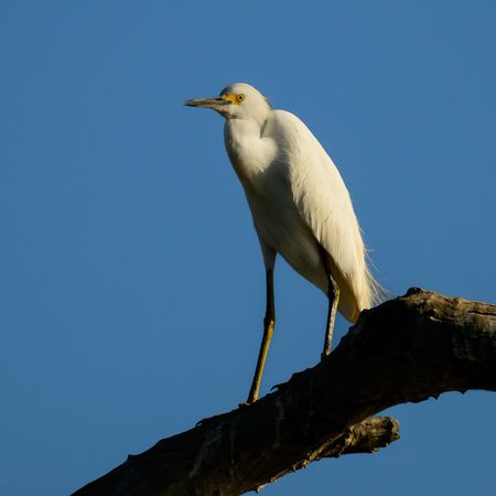 Snowy Egret (Egretta thula) on a branchの写真素材