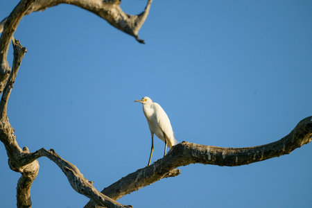 Snowy egret on a branch of a tree in the wild.の写真素材