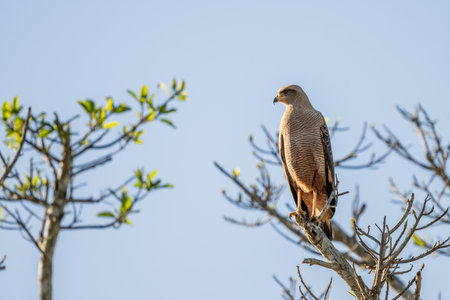 A Savanna Hawk perched on a tree limb above the marsh of the Pantanal Brazilの写真素材
