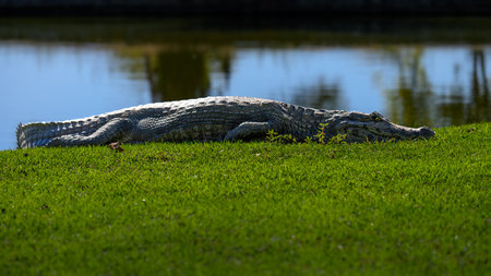 Caiman resting on the shorelineの写真素材