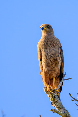 A Savanna Hawk perched on a tree limb above the marsh of the Pantanal Brazilの写真素材