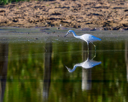 Great Egret in the water with reflection in Pantanal Brazilの写真素材