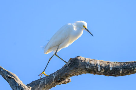 A Snowy Egret walking on a branch in Pantanal Brazilの写真素材