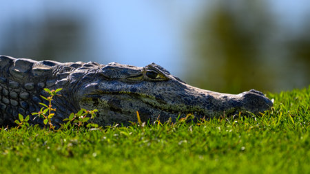 Portrait of a Caiman on the bank of pond in Pantanal Brazilの写真素材