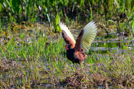 Wattled Jacana stretching his wings at the edge of a marsh in Pantanal Brazilの写真素材
