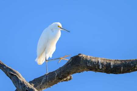 A Snowy Egret perched on a branch in Pantanal Brazilの写真素材