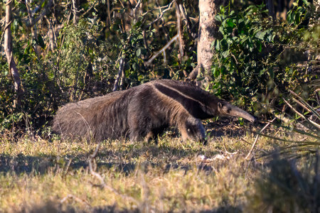 Giant Anteater (Myrmecophaga tridactyla) in Pantanal, Brazilの写真素材