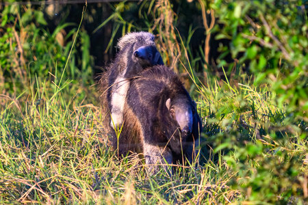 Giant anteater with her baby in Pantanal Brazilの写真素材