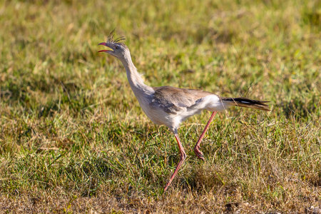 Red-legged Seriema on the run.の写真素材