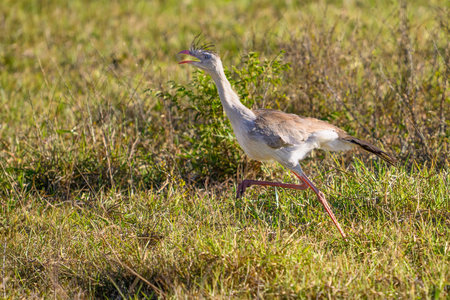 Red-legged Seriema on the run.の写真素材