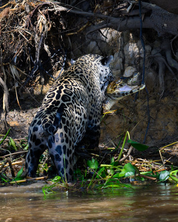 Jaguar climbing the bank with a Caiman firmly in his jawsの写真素材