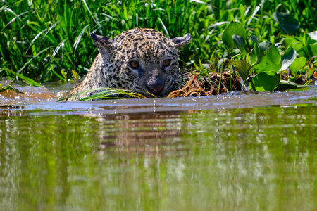 A Jaguar has a Caiman firmly it's jaws.の写真素材