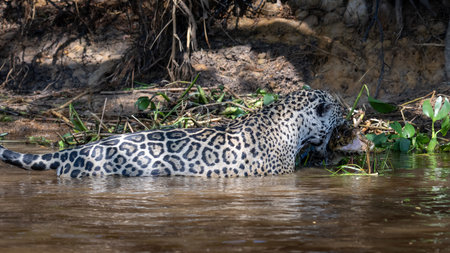 Jaguar with a dinner catch along a river in the Pantanalの写真素材