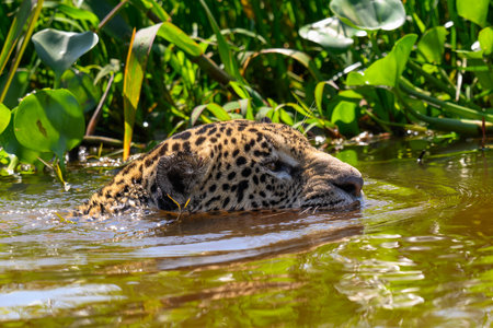 Jaguar swimming across a river in Pantanal Brazilの写真素材