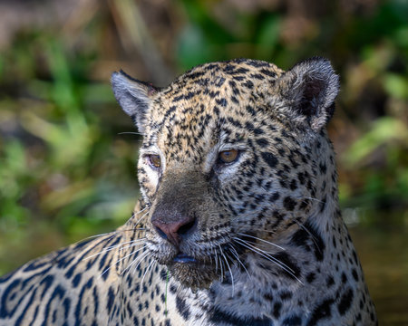 Portrait of a leopard along the Pantanal of Brazilの写真素材